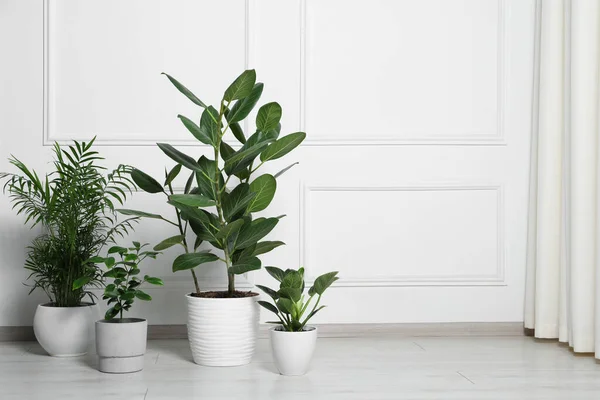 Muitas Plantas Sala Diferentes Vasos Chão Perto Parede Branca Dentro — Fotografia de Stock