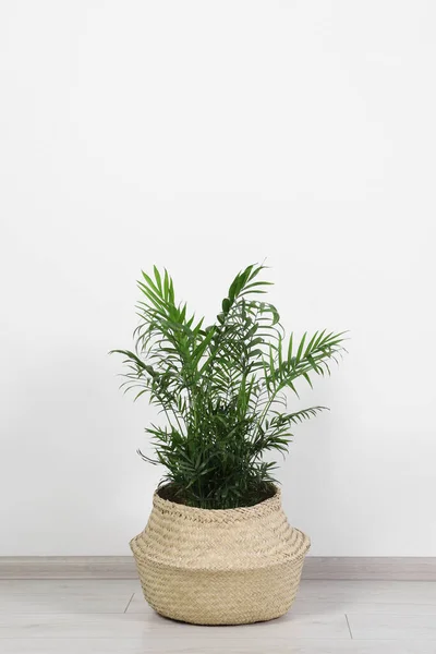 Potted Chamaedorea Palm Lantai Dekat Dinding Putih Dalam Ruangan Ruang — Stok Foto