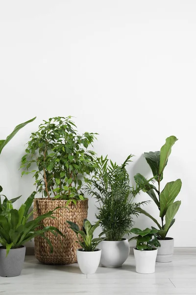 屋内白い壁 テキストのためのスペースの近くの床の鍋の多くの異なった家の植物 — ストック写真