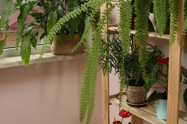 Vackra Krukväxter Krukor Nära Fönstret Inomhus Husinredning — Stockfoto