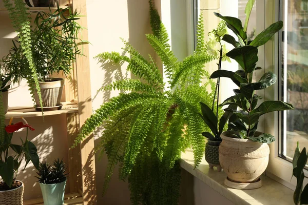 Schöne Zimmerpflanzen Töpfen Der Nähe Von Fenstern Haus Hausdekoration — Stockfoto