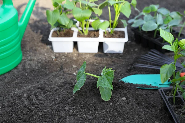 Mudas Verdes Jovens Solo Ferramentas Jardinagem Livre — Fotografia de Stock