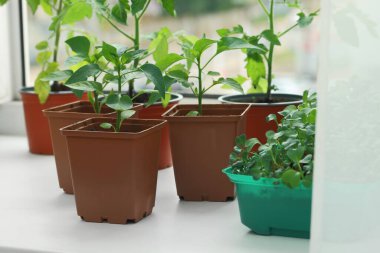 Pencere kenarında toprak olan plastik kaplarda farklı fideler yetişiyor.
