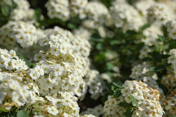 Beautiful Spiraea Shrub White Blossom Sunny Day Closeup Space Text — Stock Photo, Image
