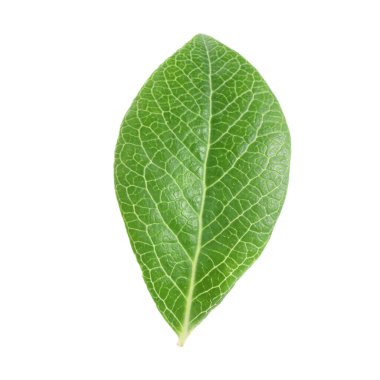 Bir yeşil yaban mersini yaprağı beyaza izole edilmiş