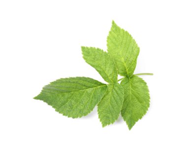 Beyaz üzerinde yeşil ahududu yaprakları olan kök