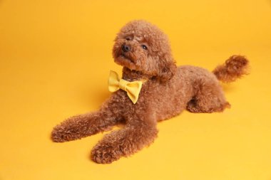 Turuncu arka planda sarı papyonlu sevimli Maltipoo köpeği.