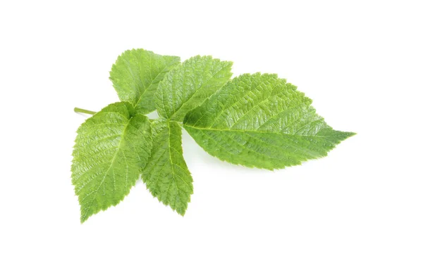 Stem Green Raspberry Leaves Isolated White — Stock Photo, Image