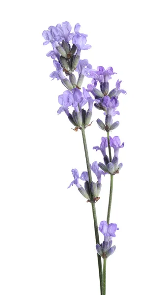 Vackra Blommande Lavendel Blommor Isolerade Vitt — Stockfoto