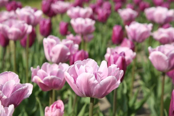 Mooie Kleurrijke Tulp Bloemen Groeien Het Veld — Stockfoto