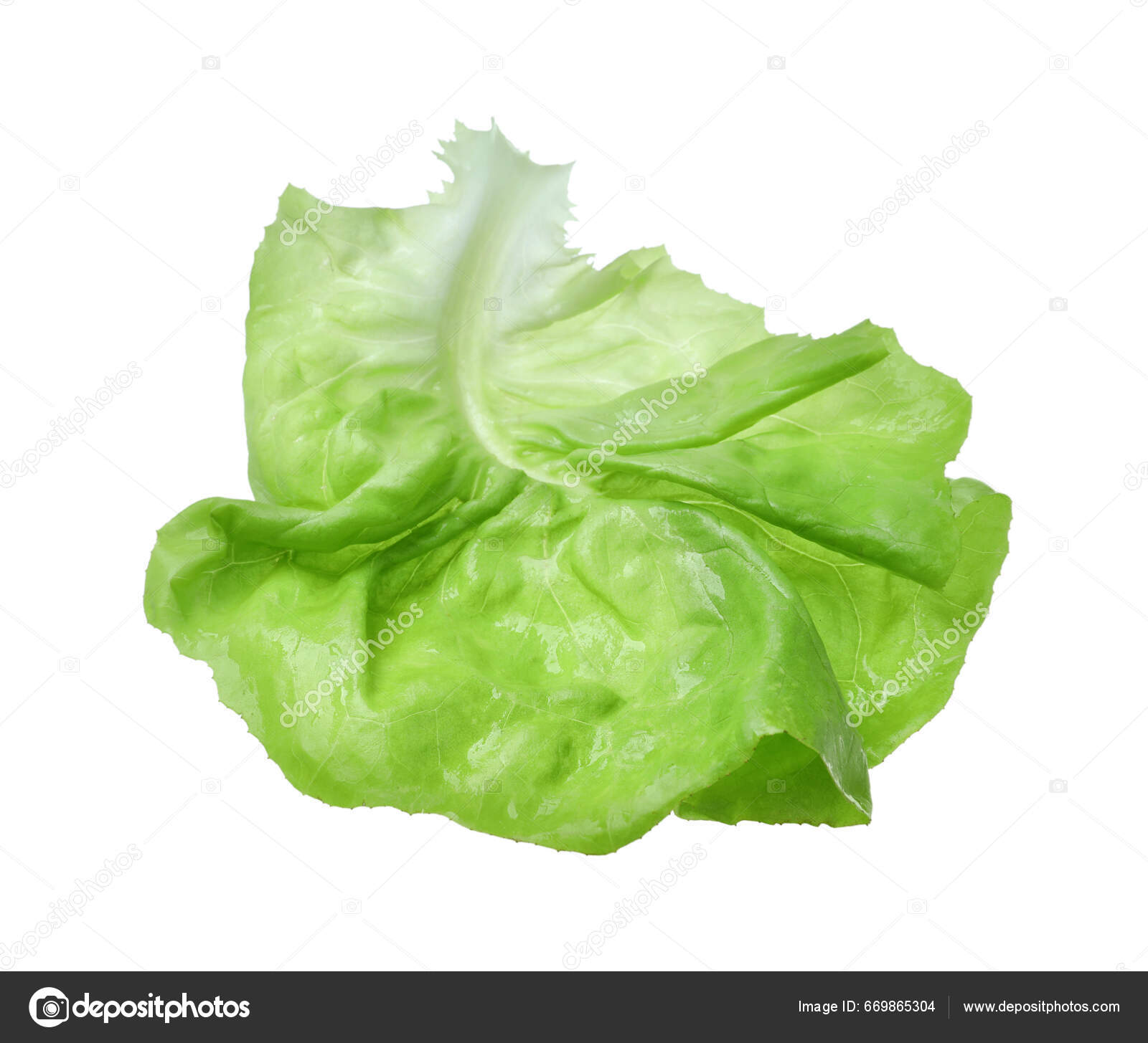 Feuille Fraîche Laitue Beurre Vert Isolée Sur Blanc — Photo de stock par  ©NewAfrica - 669865304, image size:1600x1455