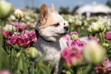 Güneşli bir günde güzel lale çiçeklerinin arasında sevimli bir Chihuahua köpeği.