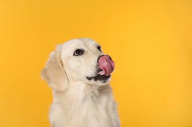 Tatlı Labrador Retriever turuncu arka planda dili gösteriyor.