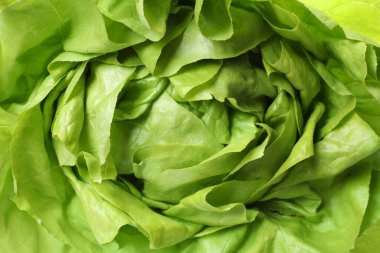 Arka plan olarak taze yeşil marul, yakın plan.