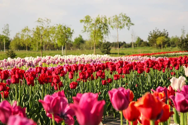 Lindas Flores Tulipa Coloridas Crescendo Campo Dia Ensolarado — Fotografia de Stock