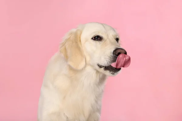 Leuke Labrador Retriever Tonen Tong Roze Achtergrond — Stockfoto