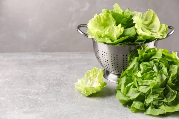 Colander with fresh green butter lettuce on light grey table, closeup. Space for text