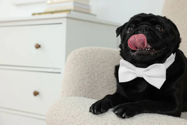 Cute Pug dog with white bow tie on neck in room, space for text