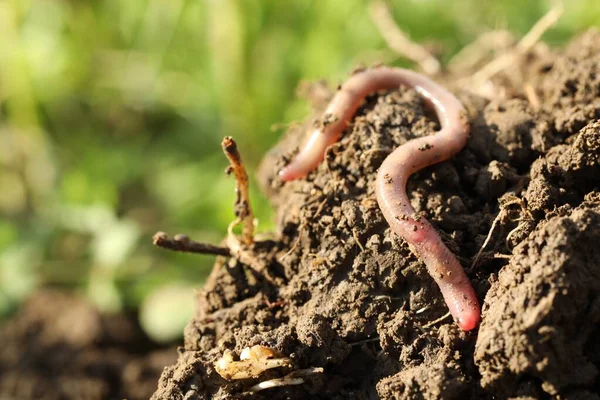 stock image One worm crawling in wet soil on sunny day, closeup. Space for text