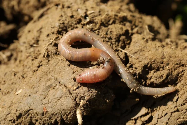 阳光明媚的一天 一只蠕虫在潮湿的土壤中爬行 — 图库照片
