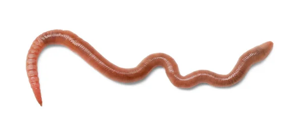 One Earthworm Isolated White Terrestrial Invertebrates — Stock Photo, Image
