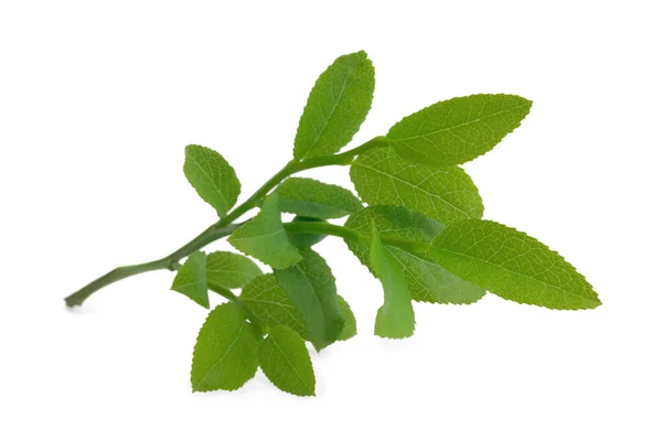 Κλαδιά Μύρτιλου Φρέσκα Πράσινα Φύλλα Που Απομονώνονται Λευκά — Φωτογραφία Αρχείου