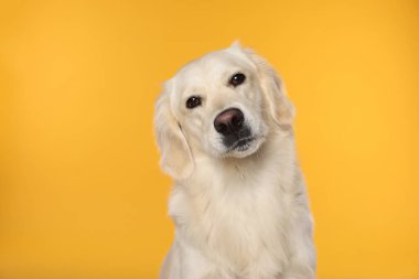 Turuncu arka planda şirin Labrador Retriever. Sevimli hayvan