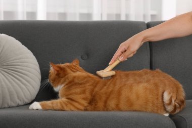 İçerideki kanepede sevimli kızıl kedinin tüylerini fırçalayan kadın, yakın plan.