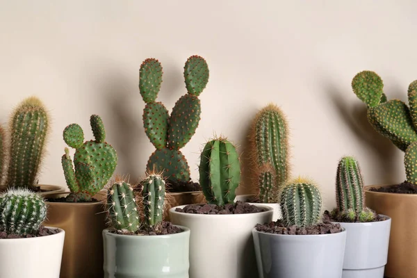 Many Different Beautiful Cacti Beige Wall — Stock Photo, Image