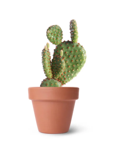 Prachtige Groene Cactus Terracotta Pot Geïsoleerd Wit — Stockfoto