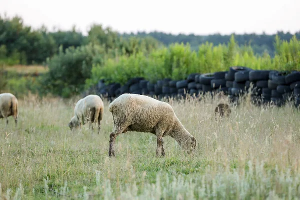 Många Vackra Får Betar Betesmark Jordbruksdjur — Stockfoto