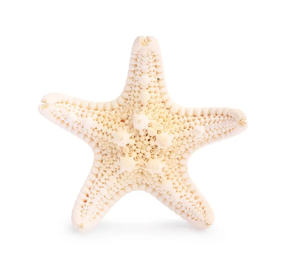 Hermosa Estrella Mar Estrella Mar Aislada Blanco —  Fotos de Stock
