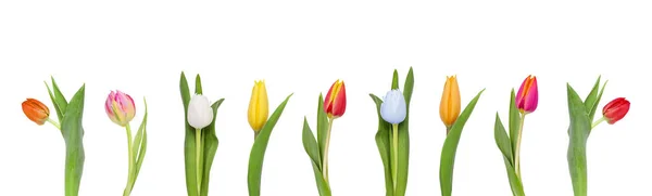 Ensemble Belles Tulipes Différentes Couleurs Isolées Sur Blanc — Photo