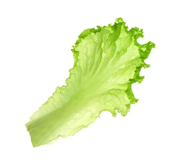 Beyaza Izole Edilmiş Bir Yeşil Marul Yaprağı Salata Yeşili — Stok fotoğraf