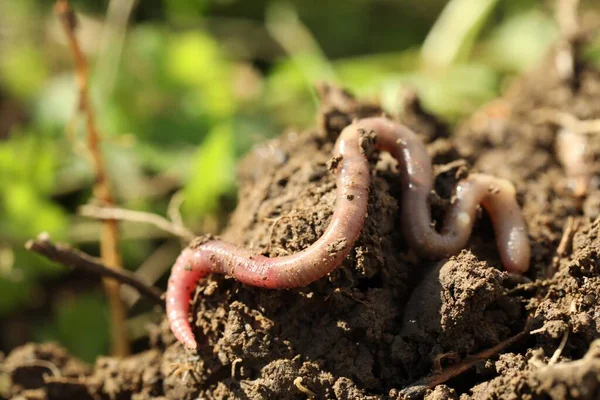 stock image One worm crawling in wet soil on sunny day, closeup