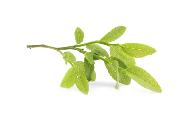 Borůvková Větev Čerstvými Zelenými Listy Izolovanými Bílém — Stock fotografie