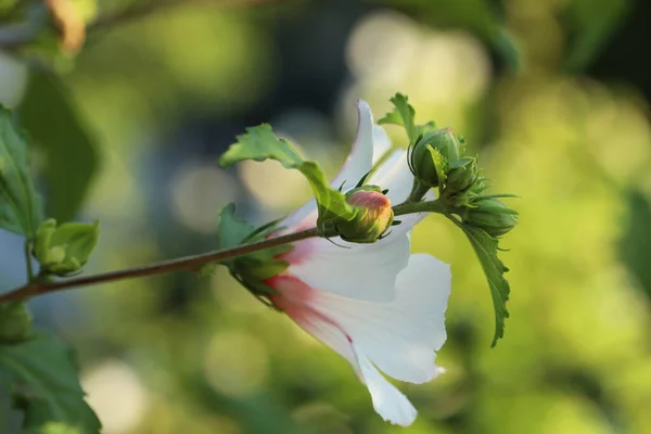 Bela Flor Hibisco Branco Crescendo Livre Close — Fotografia de Stock