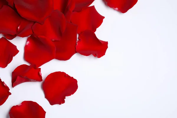 美丽的红玫瑰花瓣 白色背景 顶视图 免版税图库照片