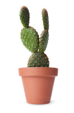 Terracotta tenceresindeki güzel yeşil kaktüs beyaza izole edilmiş.