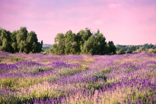 Schöne Lavendelwiese Unter Sonnenuntergang Selektiver Fokus — Stockfoto