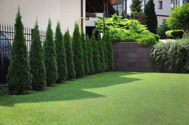Güzel thuja ağaçları ve açık havada yeşil çimenler. Bahçe işleri ve peyzaj.