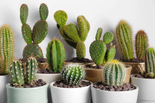 Many Different Beautiful Cacti White Wall — Stock Photo, Image
