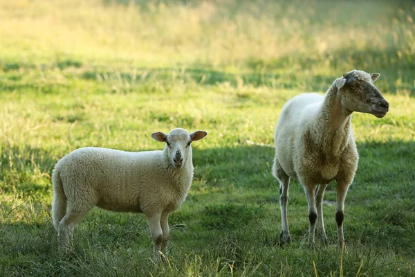 Vackra Får Och Lamm Grön Betesmark Jordbruksdjur — Stockfoto