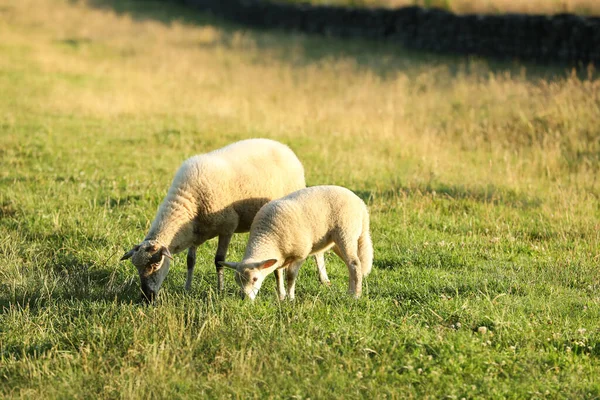 Прекрасна Вівця Ягня Пасуться Зеленому Пасовищі Фермерські Тварини — стокове фото