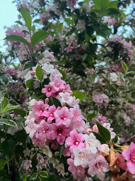 Mooie Roze Witte Bloemen Van Bloeiende Weigela Struik Buiten — Stockfoto
