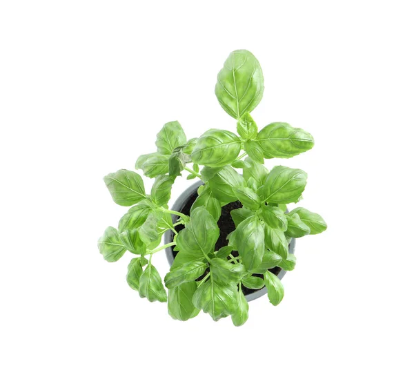 Aromatic Green Potted Basil Isolated White Top View — Stock Photo, Image