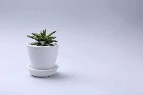 Beautiful Succulent Plant Pot White Background Space Text — Stock Photo, Image