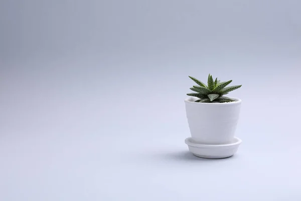 Mooie Sappige Plant Pot Witte Achtergrond Ruimte Voor Tekst — Stockfoto