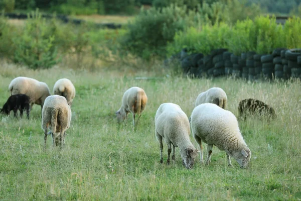 Otlakta Otlayan Bir Sürü Güzel Koyun Çiftlik Hayvanı — Stok fotoğraf