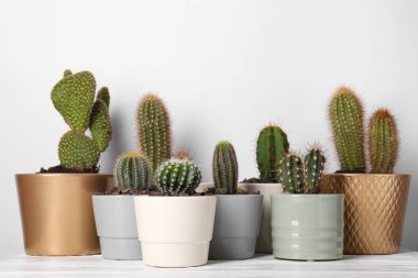 Beyaz ahşap masadaki farklı kaktüsler.